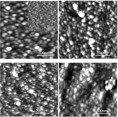 Figure 2. AFM images of MUA-MCH/Au (A), HRP/MUA-MCH/Au (B), Con A/HRP/MUA-MCH/Au (C) and Cyt c-HRP/Con A/HRP/MUA-MCH/Au (D)