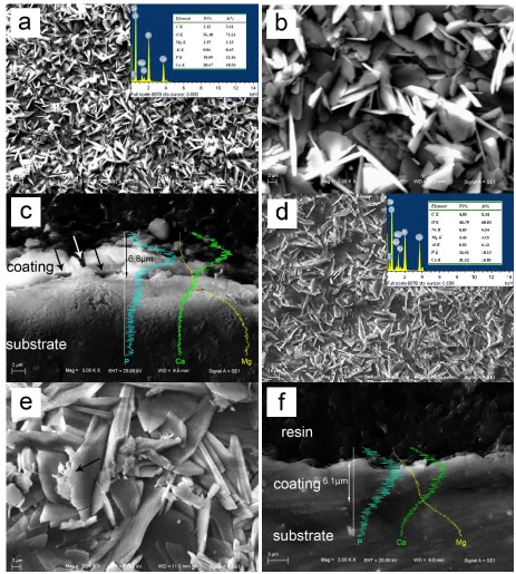 Figure 2. The surface and cross-sectional morphologies of (a-c) phosphate coating and (d-f) HA coating