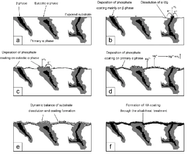Figure 3. The sketch map of coating deposition on AZ60 alloy. 