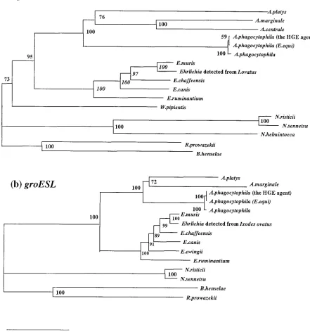 FIG. 1. Phylogenetic relationship of various Anaplasmaused for comparative analysis are as follows:A