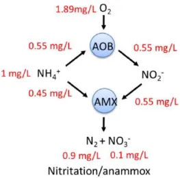 Figure 2-5. Partial nitrification-anammox process (adapted from [4]) 