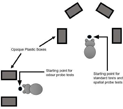 Figure 4.1: The testing apparatuses used in Experiment 3, viewed from above in the same 