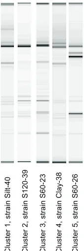 Fig. 1. Selected eletrophoregrams of E. coli DNA from strainsfound in different clusters.