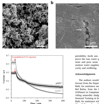 Fig. 5. SEM images of the anode surface after 24 hanodes were connected to the cathode through a1 kinoculation in AW, containing 10% v/v anaerobicsludge for: (a) cpMFC; (b) pMFC