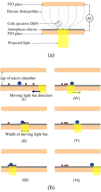 Figure 1.  (a) The fundamental principle of ODEP force-based cell manipulation. (b) schematic illustration of the cell sorting processes: (I)-(III) a moving light bar (moving velocity: 67.3 µm s-1) was used to continuously drag the all cells to the one sid