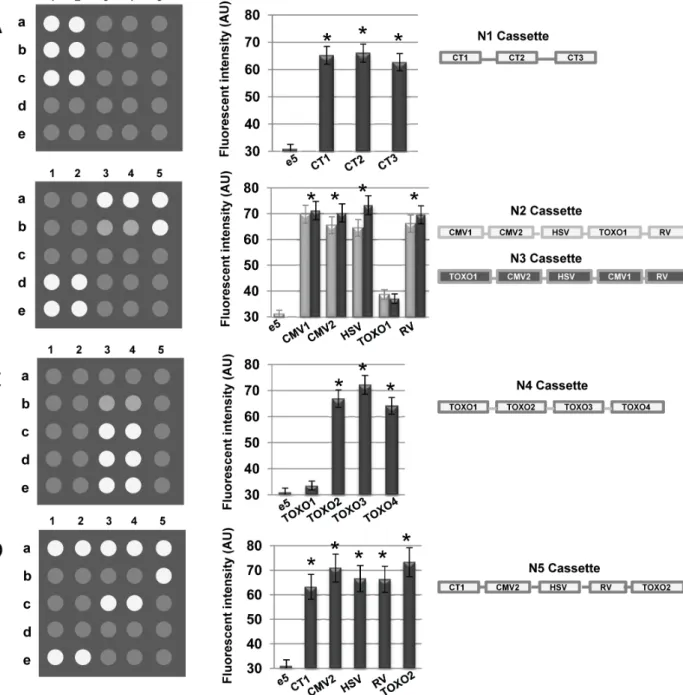 Figure 1. Schematic diagrams and quantitative analysis of the designed cassettes hybridization with biochip