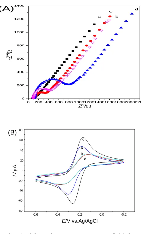 Figure 2 (B) suggested that the IL-MAA SAM layer could enhance the electron transfer rate of 3-/4-