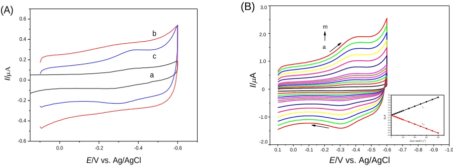 Figure 4. (A) Cyclic voltammograms of (a) Hb/Au, (b) Hb/MAA/Au and (c) Hb/IL-MAA/Au electrodes in 0.1 M PBS (pH 7.0) at scan rate of 100 mV s-1