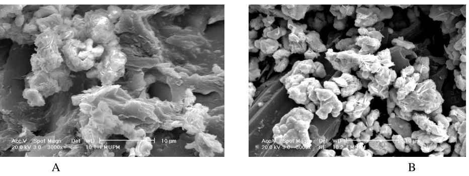 Figure 8.Cyclic voltammogram of the oxidation of different concentrations of AA and paracetamol at the  Bi2O3-GC modified electrode, with potential scanning in the positive direction from -1000 to +1000 mV vs Ag/AgCl at a scan rate of 100mV/s at 25°C  and 