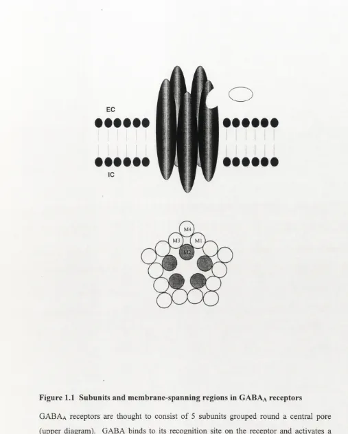 Figure 1.1 Subunits and membrane-spanning regions in GABAa receptors