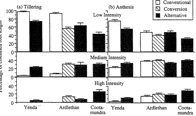 Figure 5.3. Percentage of colonised wheat root length in each of the three intensity categories at a) tillering and b) anthesis on the farms at Yenda, Ardlethan and Cootamundra; mean ± s.e.m, n=15