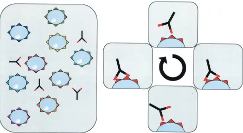 FIG. 1. Multivalent molecules bind stably to T cells. Different arms from the same molecule bind independently to the same cell