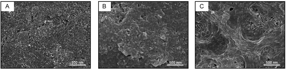Figure 1. SEM images of SPCEs (A), GO/SPCEs (B) and rGO/SPCEs (C).  