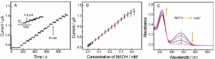 Figure 5. (A) Current–time curves of GO/SPCEs in PBS with various concentration of NADH, (B) The liner relationship of electrocatalytic oxidation current and concentration