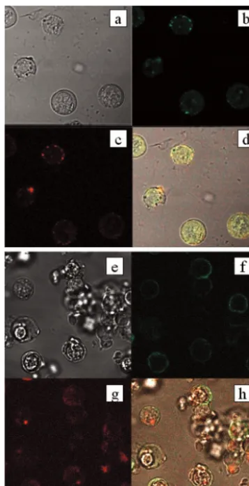 FIG. 4. Combined ﬂuorescence and bright-ﬁeld images of periph-eral blood mononuclear cells