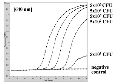 FIG. 3. Analytical sensitivity of nested PCR (A) and LightCycler PCR (B) for the C. neoformansdetermined with serial dilutions of a cultured small-subunit rRNA gene (18S rDNA), C