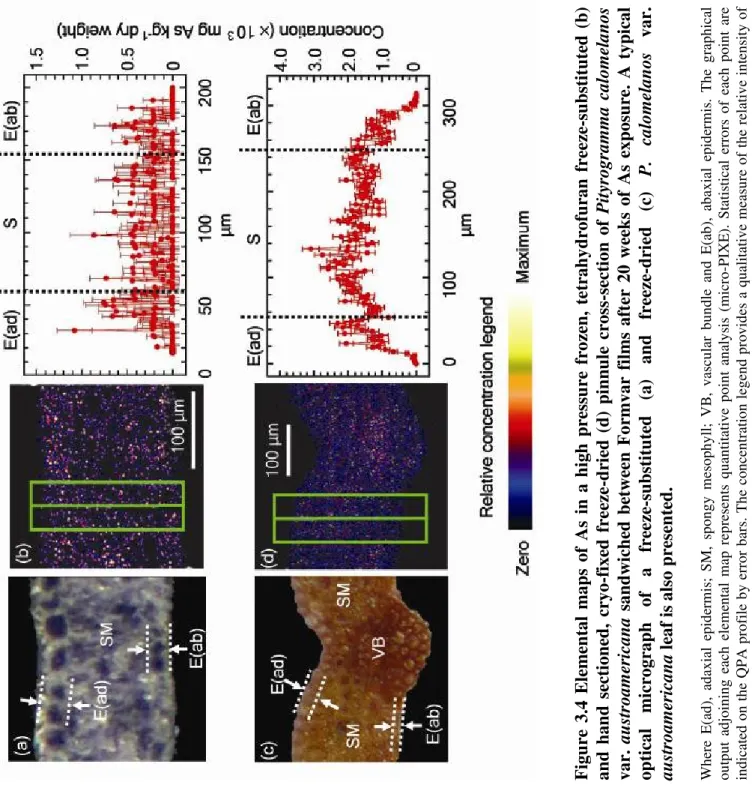 Figure 3.4 Elemental maps of As in a high pressure frozen, tetrahydrofuran freeze-substituted (b)  and hand sectioned, cryo-fixed freeze-dried (d) pinnule cross-section of Pityrogramma calomelanos  var