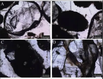 Figure 6. Petrographic images of the smallest group of particles showing the mineral morphology (A), aggregate groups with (B) and without (C) quartz fragments, and hydrocarbon presence between some minerals within the organic matter (D)