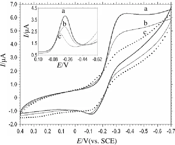 Figure 1.  CVs (main panel) and DPVs (inset) of 300 μM [Cu(bpy)(MBZ)2(H2O)] in the absence (a) and in the presence of 33 μM dsDNA (b) or ssDNA (c) in 20 mM pH 7.1 Tris-HCl