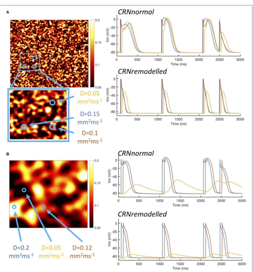 FIGURE 5 | Example action potential shapes from different regions.hand panels. Upper panel shows action potential time series withinset shows an enlargement of square region outlined in blue