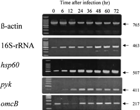 FIG. 2. One-step growth curve of C. pneumoniaeby IFU assay on fresh HEp-2 cells. The data presented are representative results of three experiments