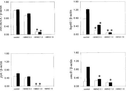FIG. 6. Effect of minocycline (MINO) on the levels of bacterial transcripts in infected cells determined by RT-PCR