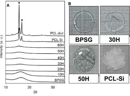 Figure 3. 6: (A) XRD patterns of PCL/BPSG hybrid materials with pure BPSG, PCL-Si and PCL diol (● denotes PCL peak), (B) digital photos of as-prepared dried glass and hybrid materials