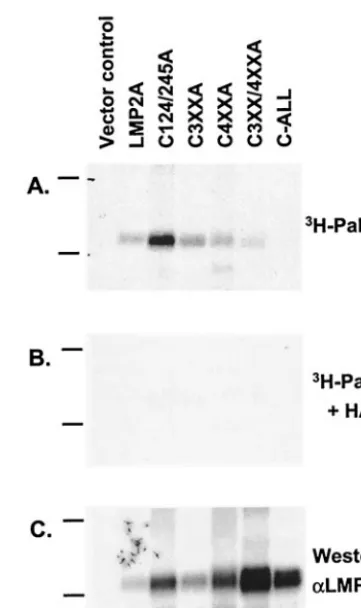 FIG. 4. LMP2A is modiﬁed by S acylation. [3Palm)-labeled immunoprecipitates of transiently transfected BJABcells with the indicated constructs were divided into three parts forSDS-PAGE