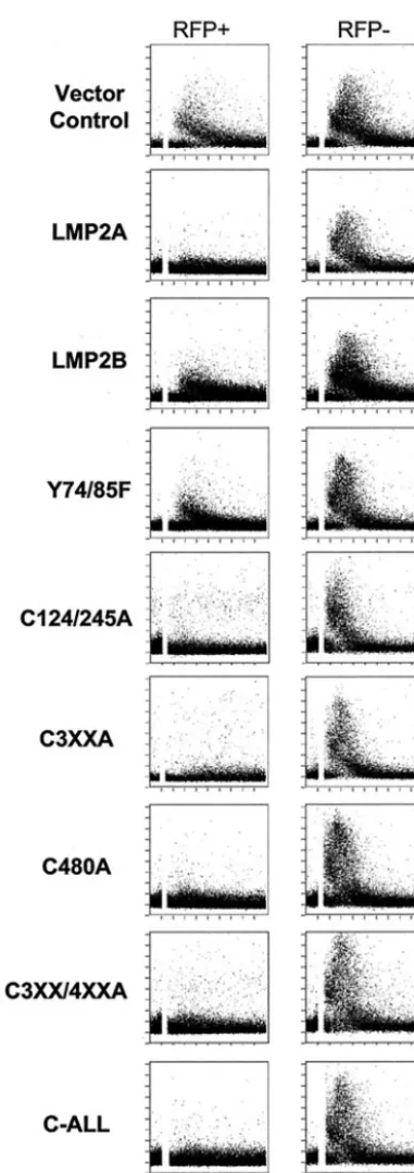 FIG. 7. Palmitoylation is not required for LMP2A to block Camobilization. BJAB cells were cotransfected with RFP and the indi-