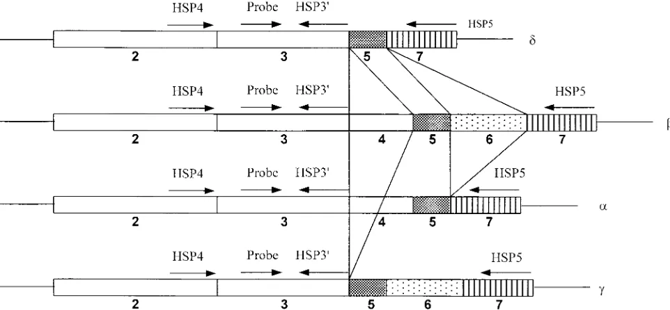 FIG. 1.Alternative splicing products of PPT-A mRNA transcripts. Exons 2, 3, 4, 5, 6, and 7 are indicated