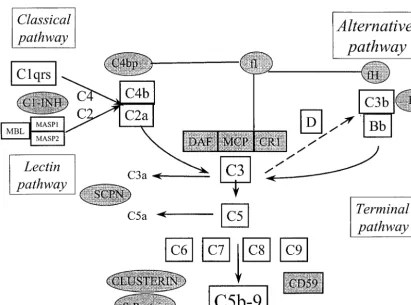 FIG. 1. Schematic diagram of the complement cascade reaction. Complement regulatory proteins are shown as shaded circles (ﬂuid phaseregulators) and boxes (membrane-associated regulators)