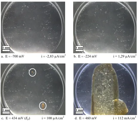 Figure 2. images of the Alloy 31 surface at different points of the polarization curve in the 700 g/l LiBr solution at 50ºC  