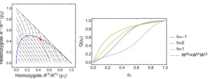 Fig. 6 Left panel: phase diagram of the dynamics for the mechanistic diploid Moran model described insystem