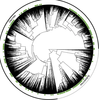 Figure S1. A representative phylogeny of passerines from Jetz et al. (2012) showing thelocation of species sampled in this study (green points).
