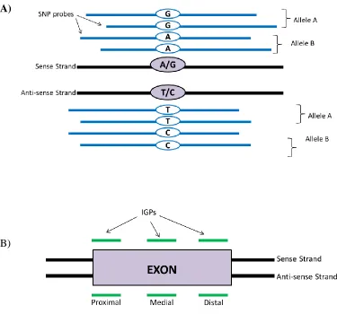 Figure 1 The Mouse Diversity Genotyping Array (MDGA) has two types of probes, single nucleotide polymorphism (SNP) probes for SNP genotyping and invariant genomic probes (IGPs) for copy number variation (CNV) calling
