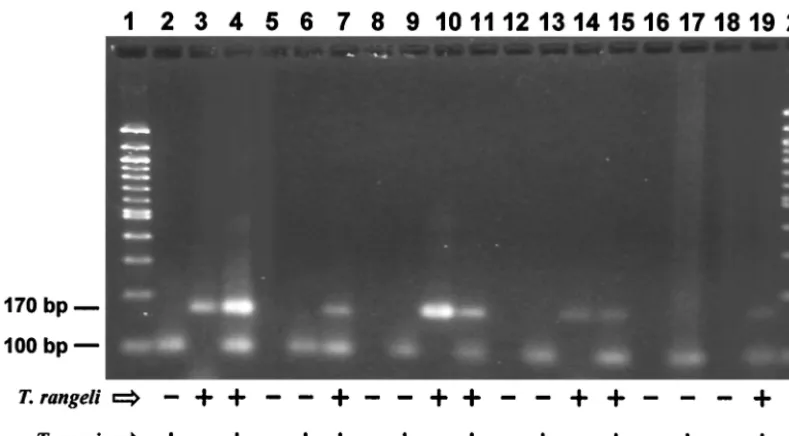FIG. 5. Duplex PCR in different samples visualized in ethidium bromide-stained 3% agarose gels