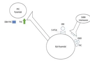 Figure 8A. Proposed model of BLA cannabinoid transmission on PFC activity. THC into the BLA binds to CB1Rs that are primarily located on GABA interneuron populations