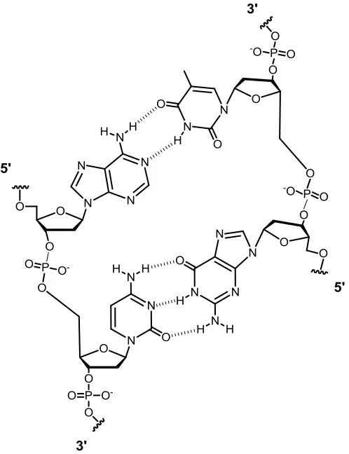 Figure 2.1   Complementary purine-pyrimidine base pairing within the DNA double helix