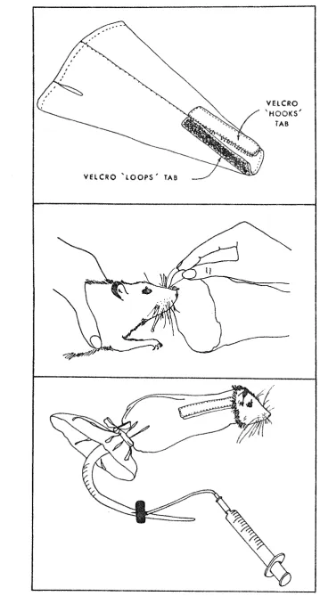 Figure 1. A rat confined in a rat bag. From "An effective, cheap and relatively non traumatizing rat restrainer" by W.P