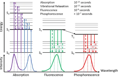 Figure 1.7 Top: Jablonski diagram for the electronic transitions involved in light absorption, fluorescence, and phosphorescence