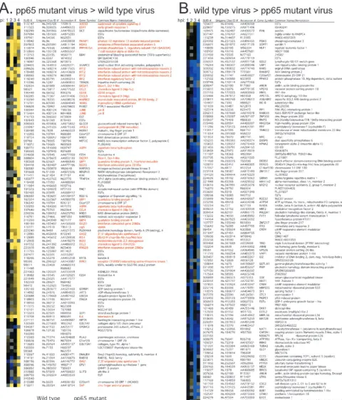 FIG. 1. Cluster analysis (20) of genes regulated twofold or more in at least one time point (1, 2, 3, or 4 hpi) in a direct (type I) human cDNAmicroarray analysis comparing wt and pp65 mutant CMV