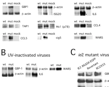 FIG. 3. RNA blot analysis of selected IFN response genes. RNA blots (5 �at an MOI of 4 and hybridized with the indicated IFN response gene probes prepared as described in Materials and Methods