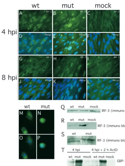 FIG. 4. Impact of wt and pp65 mutant CMV infection on IRF-3 localization and phosphorylation state at early times after infection