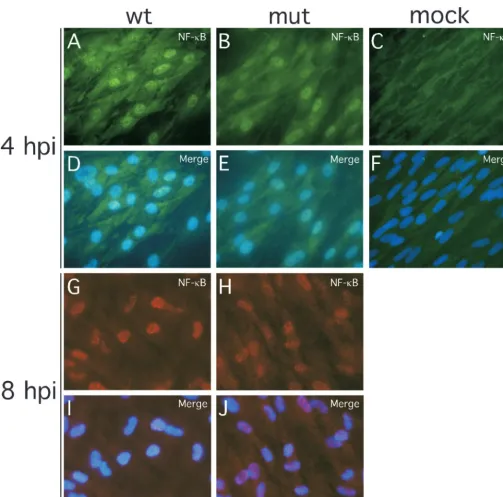 FIG. 5. Impact of wt and pp65 mutant CMV infection on NF-�HFs infected (MOI of 4) with wt virus at 4 (A and D) or 8 (G and I) hpi or with pp65 mutant virus (mut) at 4 (B and E) or 8 (H and J) hpi comparedto mock-infected cells at 4 (C and F) hpi