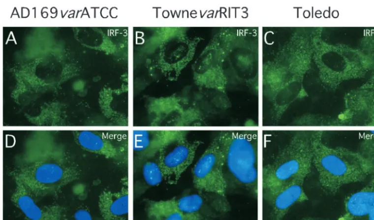FIG. 7. Immunoﬂuorescence analysis of IRF-3 localization in pp65-transduced cells. Immunoﬂuorescence assays show IRF-3 localization