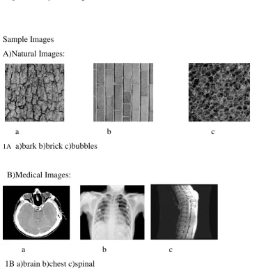 Figure 1 (A) (B)Sample images from the SFTA dataset. 