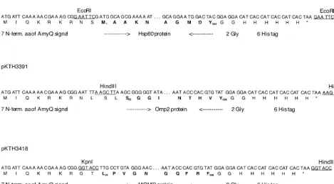 FIG. 1. Inserts in the recombinant plasmids used for expression C. pneumoniaevectors contained the promoter and seven N-terminal codons of the signal sequence fromomp2Hin genes (hsp60, omp2, and momp) in B