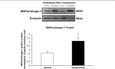 Figure 9 Protein Expression of MAFbx/atrogin-1 Immediately After Compressiontissues collected immediately after the compression procedure was determined by Western blot