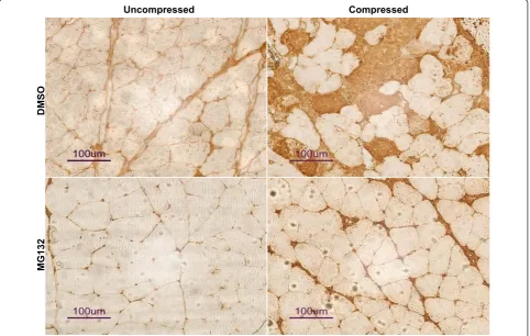 Figure 3 20S Proteasome Activity Assay. 20S proteasome activitywas increased in the compressed muscle of DMSO-treated animalsbut not MG132-treated animals