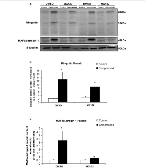 Figure 6 Protein Expression of Ubiquitin and MAFbx/atrogin-1. Panel A shows the representative Western immunblots of ubiquitin, MAFbx/atrogin-1, and b-tubulin in compressed and control muscles in two pairs of DMSO and MG132 treated animals